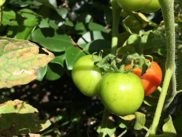 jardim, planta, jardinagem, tomate, crescendo, verde, vegetal, agricultura, natureza, quintal, casa, comida,