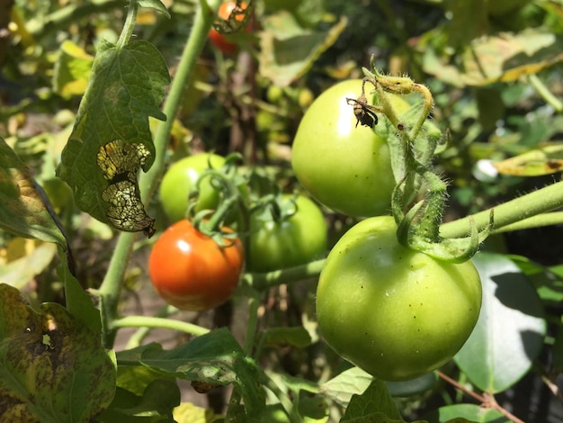 jardim, planta, jardinagem, tomate, crescendo, verde, vegetal, agricultura, natureza, quintal, casa, comida,