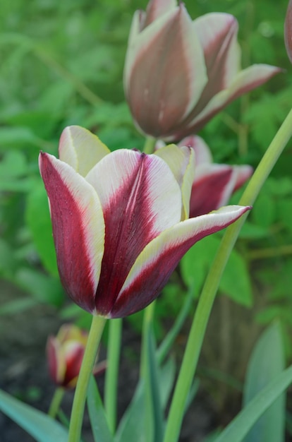 Jardim primavera com tulipa listrada Gavota Linda primavera natureza Linda flor crescendo