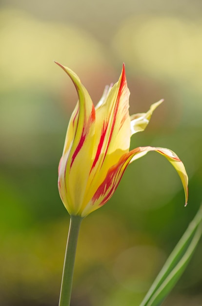 Jardim primavera com tulipas listradas Linda flor de tulipa crescendo lírio Marilyn