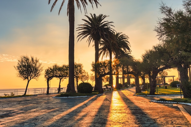 Jardim público em Santander, Espanha, ao nascer do sol e sombras de palmeiras - céu ao nascer do sol