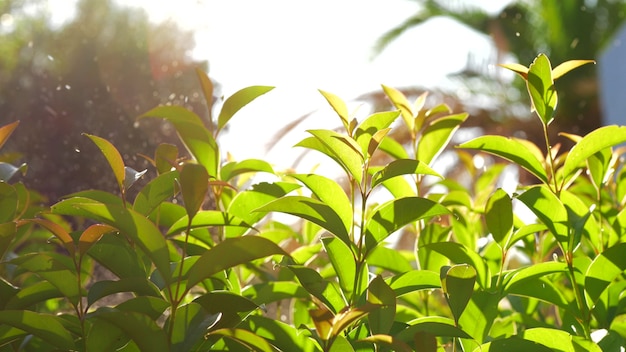 Jardim regado com árvores verdes jovens cenário ensolarado de verão