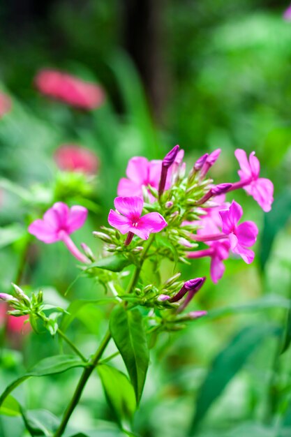 Jardim roxo Phlox closeup em fundo verde folhagem