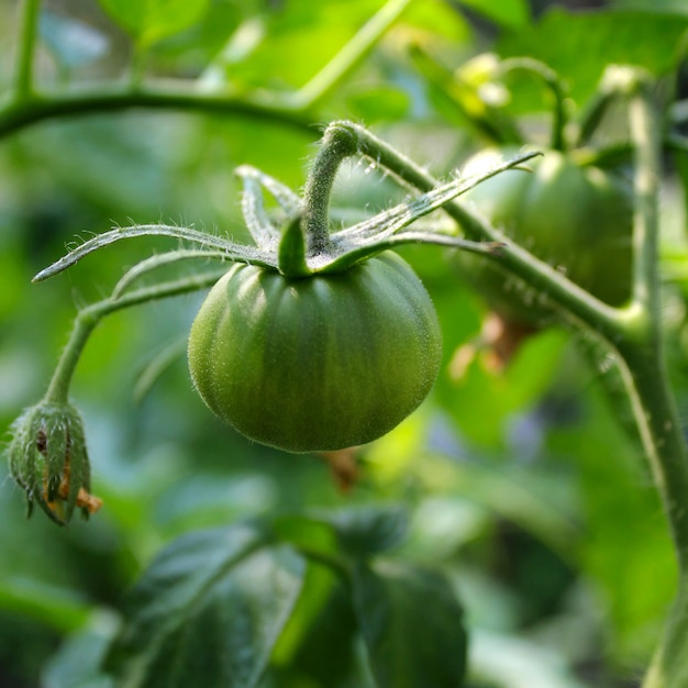 Jardim tomate verde