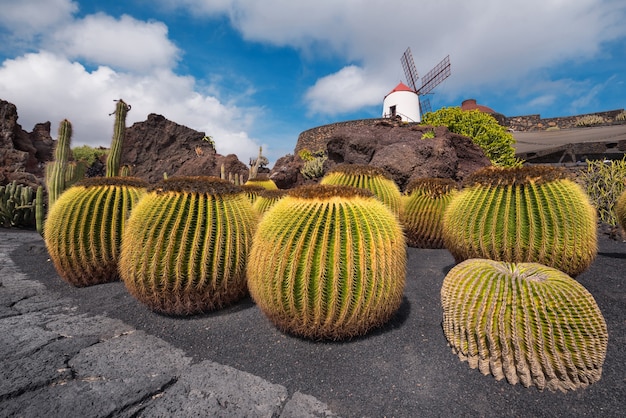 Jardim tropical bonito do cacto em Guatiza, Lanzarote, Ilhas Canárias, Espanha.