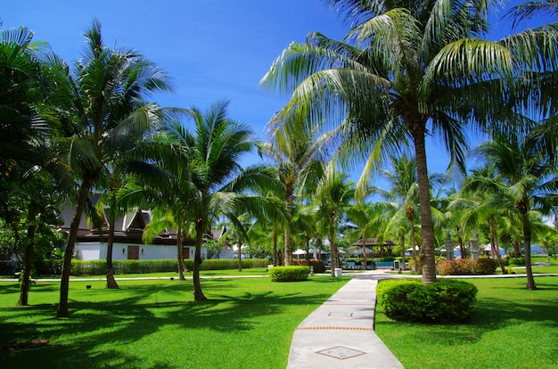 jardim tropical com palmeiras