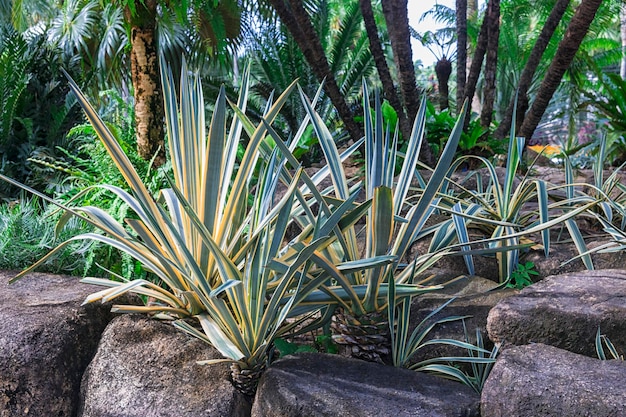 Jardim tropical de Nong Nooch