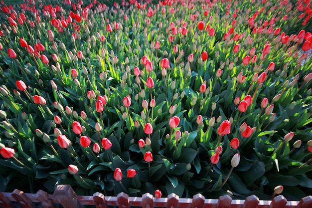 Jardim tulipa