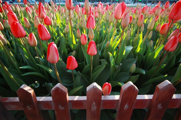 Jardim tulipa