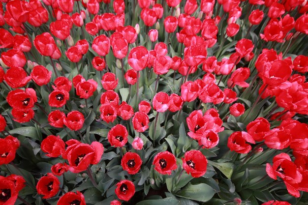 Jardim tulipa