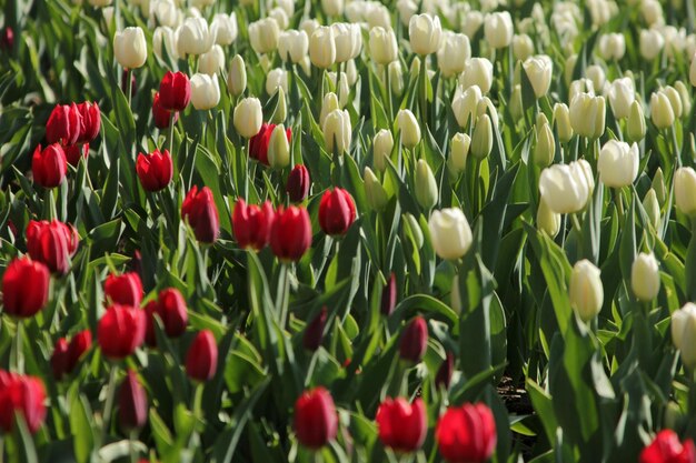 Jardim tulipa