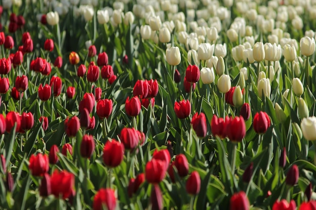 Jardim tulipa