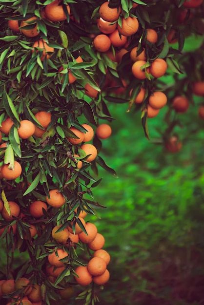 Jardim verde de tangerina