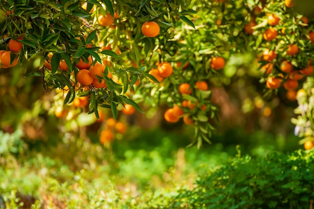 Foto jardim verde de tangerina