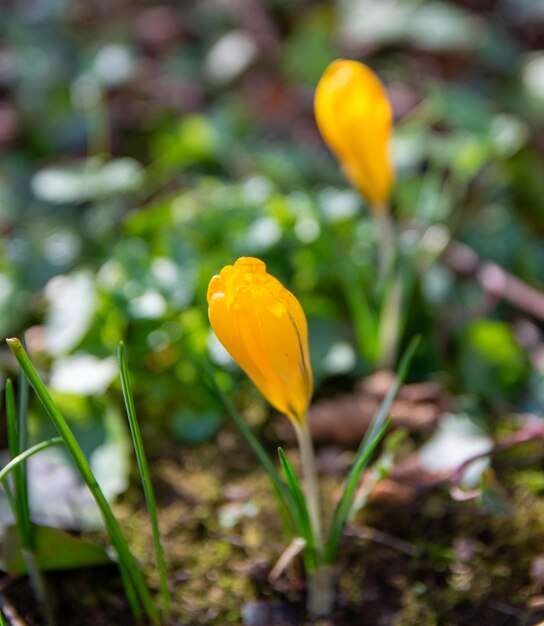 Jardim verde primavera com flor amarela Snnowdrop