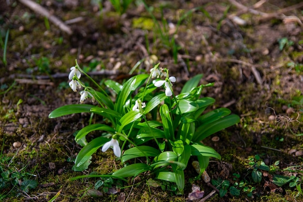 Jardim verde primavera com flores brancas Snowdrop