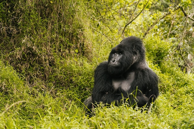 Jardim zoológico vertical tipo gorila retrato Uganda