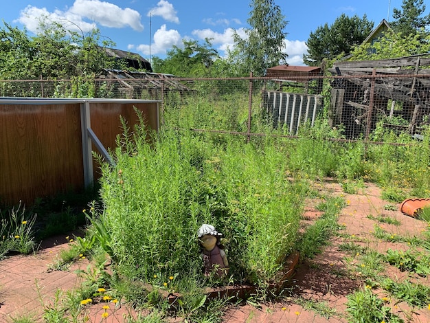 Jardín abandonado cubierto de malezas de jardín descuidado hierba en los macizos de flores