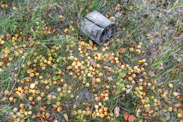 En un jardín abandonado, las manzanas maduras caídas yacen sobre la hierba Fondo de otoño natural