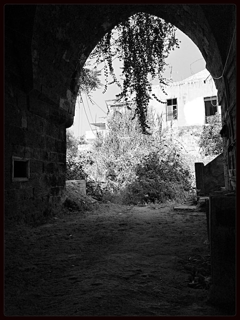 Jardín abandonado a la sombra