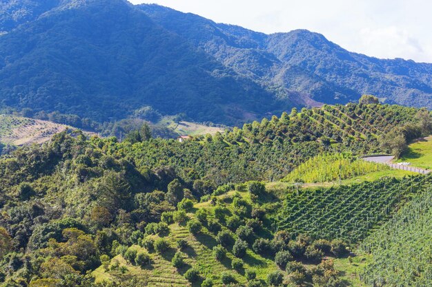 Foto jardín de aguacates