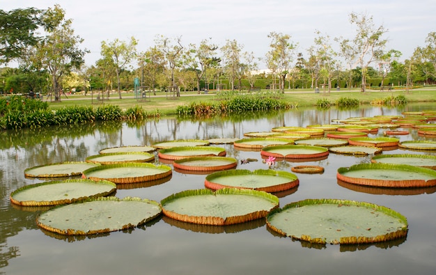 Jardín al aire libre con estanque