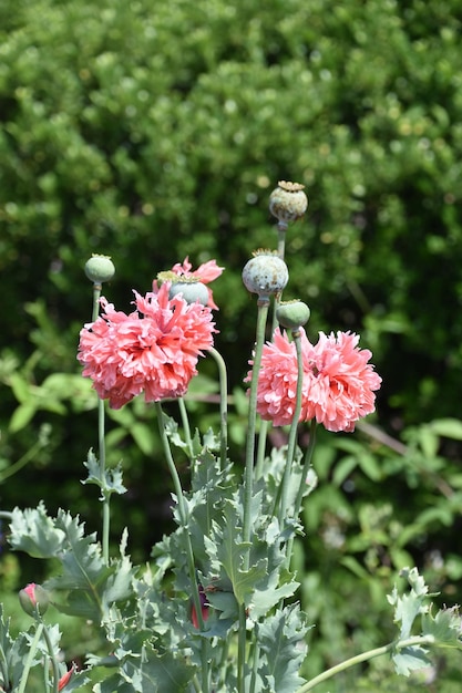 Jardín de amapolas rosa con volantes que florece y florece en el verano