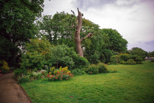 Un jardín con un árbol en primer plano y un gran árbol en el fondo