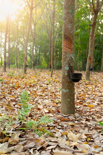 Jardín de árboles de caucho en Asia. Látex natural extraído de la planta del caucho paracaidista. El vaso de plástico negro se utiliza para medir el látex del árbol.