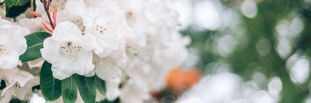 Jardín con árboles en flor durante la primavera