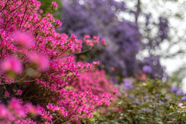 Jardín con árboles en flor durante la primavera