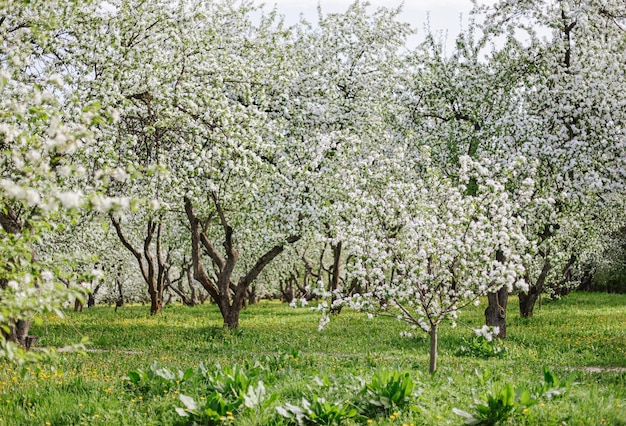 Un jardín con árboles y flores en primavera.