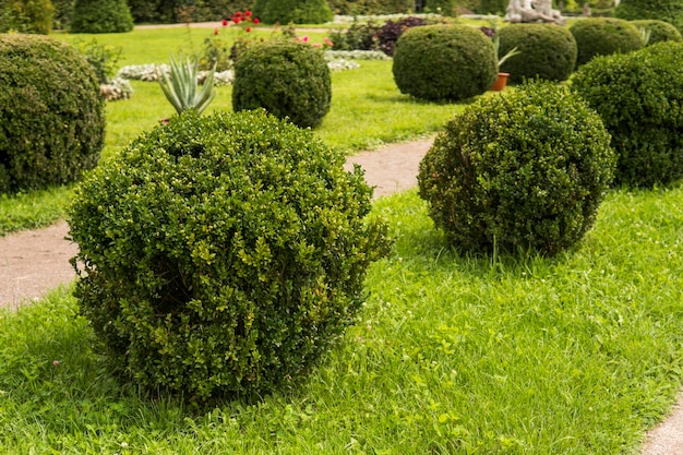 Jardín con arbustos arbustos y césped verde paisajismo