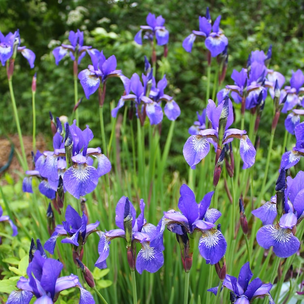 Jardin azul iris