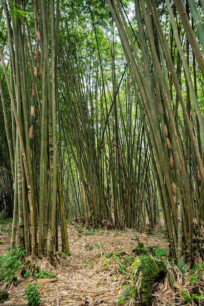 Foto jardín de bambú y camino del bosque de bambú en berastagi - sumatra del norte