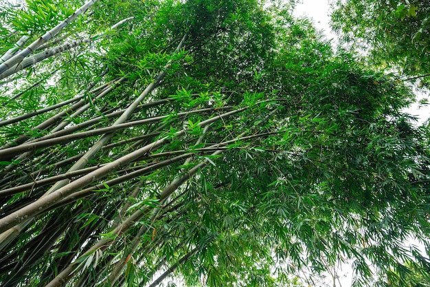 Jardín de Bambú y Camino del Bosque de Bambú en Berastagi - Sumatra del Norte