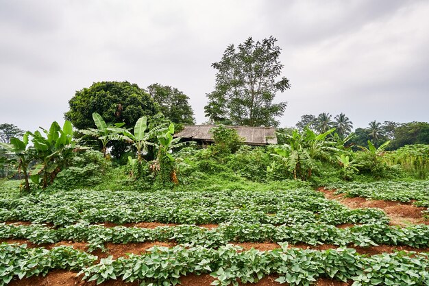 el jardín de batatas con una casa rota en el fondo está en medio del jardín