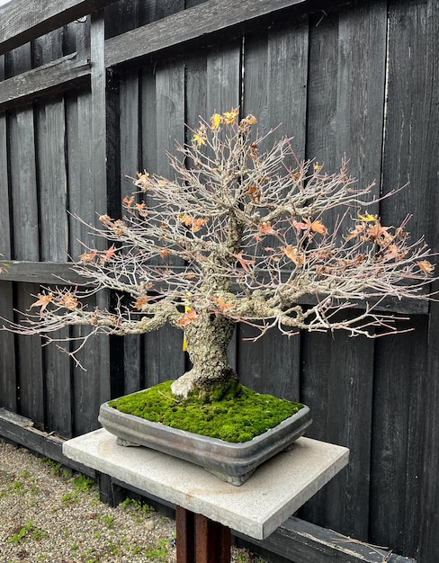 jardín de bonsái: el arte de hacer crecer una réplica de un árbol real (a veces enano) en miniatura.