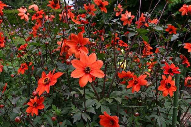 Jardín botánico en Christchurch, Nueva Zelanda