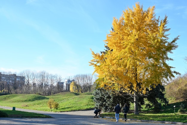 Jardín botánico en la ciudad de Kyiv