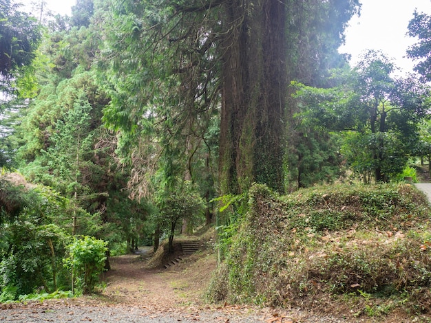 En el jardín botánico Colección de diferentes plantas en un solo lugar En un bosque denso Vegetación del jardín botánico