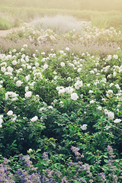 Jardín botánico en flor en primavera