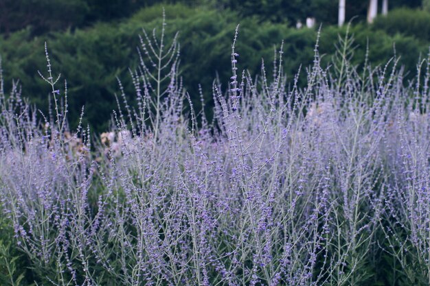 Jardín botánico en flor en primavera