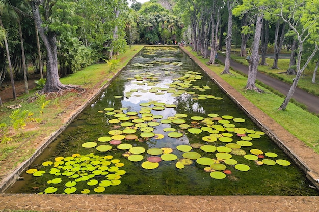 Foto jardín botánico en la isla paraíso de mauricio. hermoso estanque con lirios. una isla en el océano índico