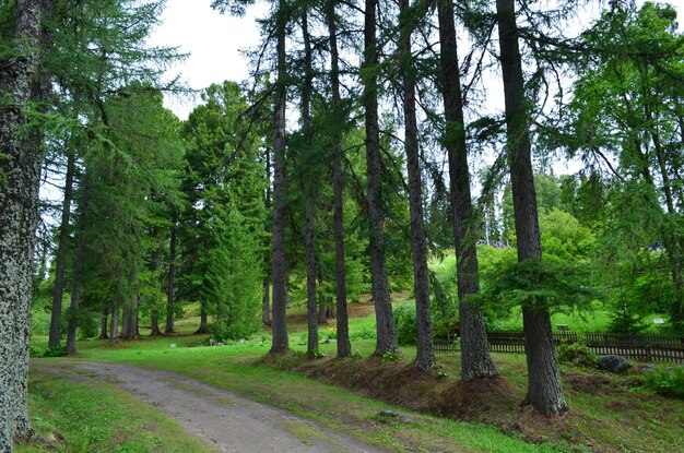 Foto jardín botánico en las islas solovetsky, al norte de rusia, karelia, 29 de julio de 2015