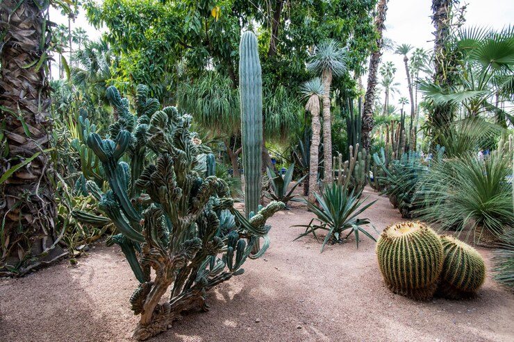 Foto jardín botánico jardin majorelle o jardines majorelle en marrakech lleno de palmeras y cactus