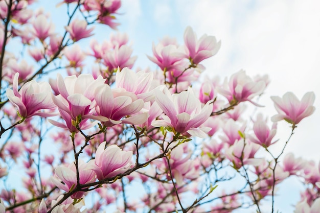 Jardín botánico Rama magnolia rosa árbol floreciente flores en luz suave Flor tierna púrpura Magnoliaceae soulangeana en un día soleado de primavera en el jardín Tiempo de primavera Fondo floral natural