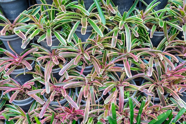 Jardín de bromelias en florero