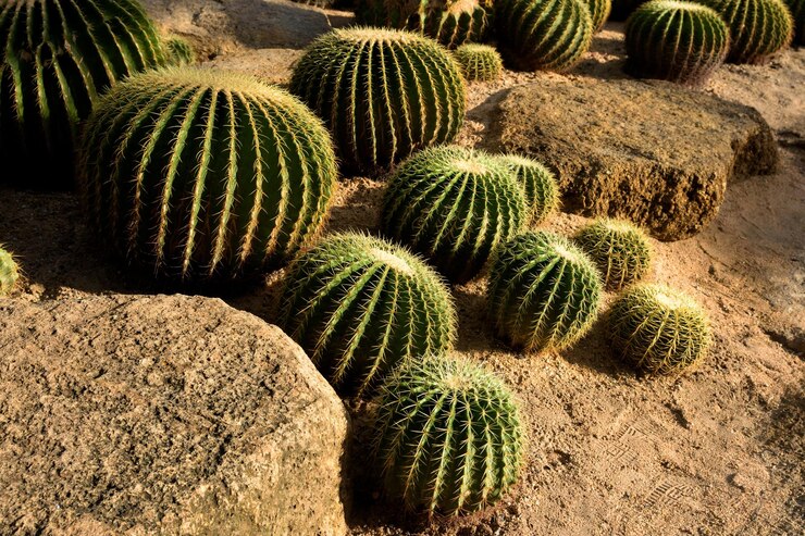 Jardín de cactus Diferentes tipos de cactus