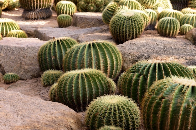 Jardín de cactus. Diferentes tipos de cactus.